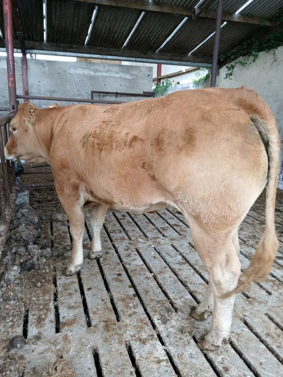 Super Heifer - Image 4