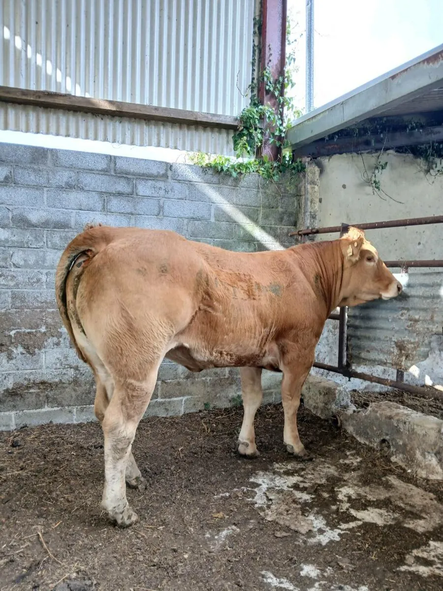 Super Heifer - Image 1