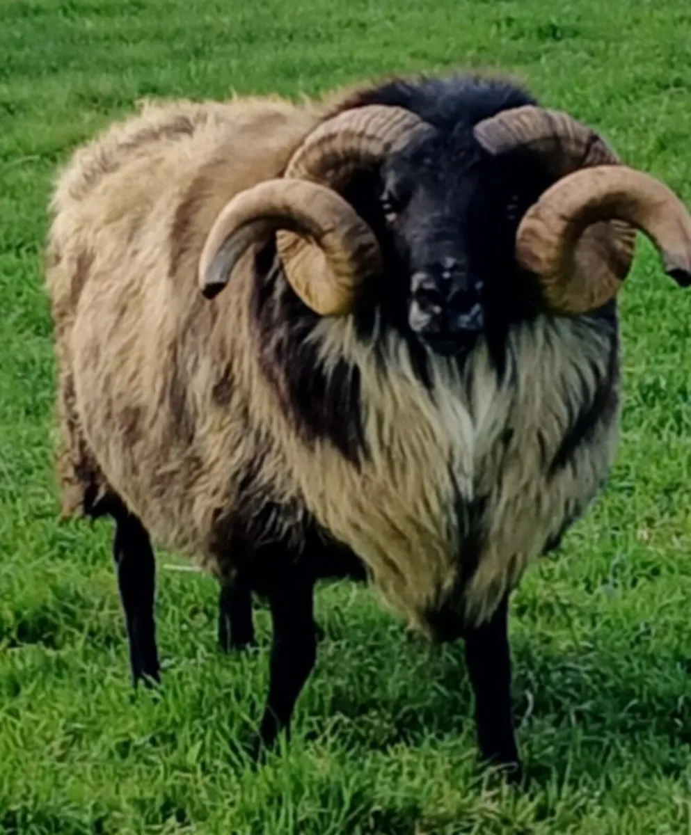 5 year old Mayo horned rams - Image 2