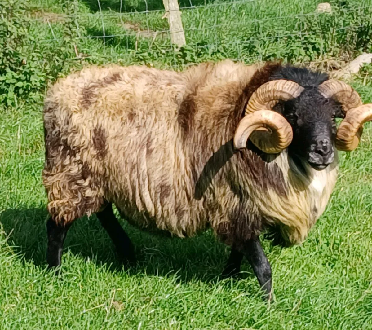 5 year old Mayo horned rams - Image 3