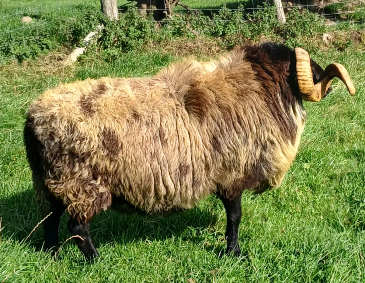 5 year old Mayo horned rams - Image 4
