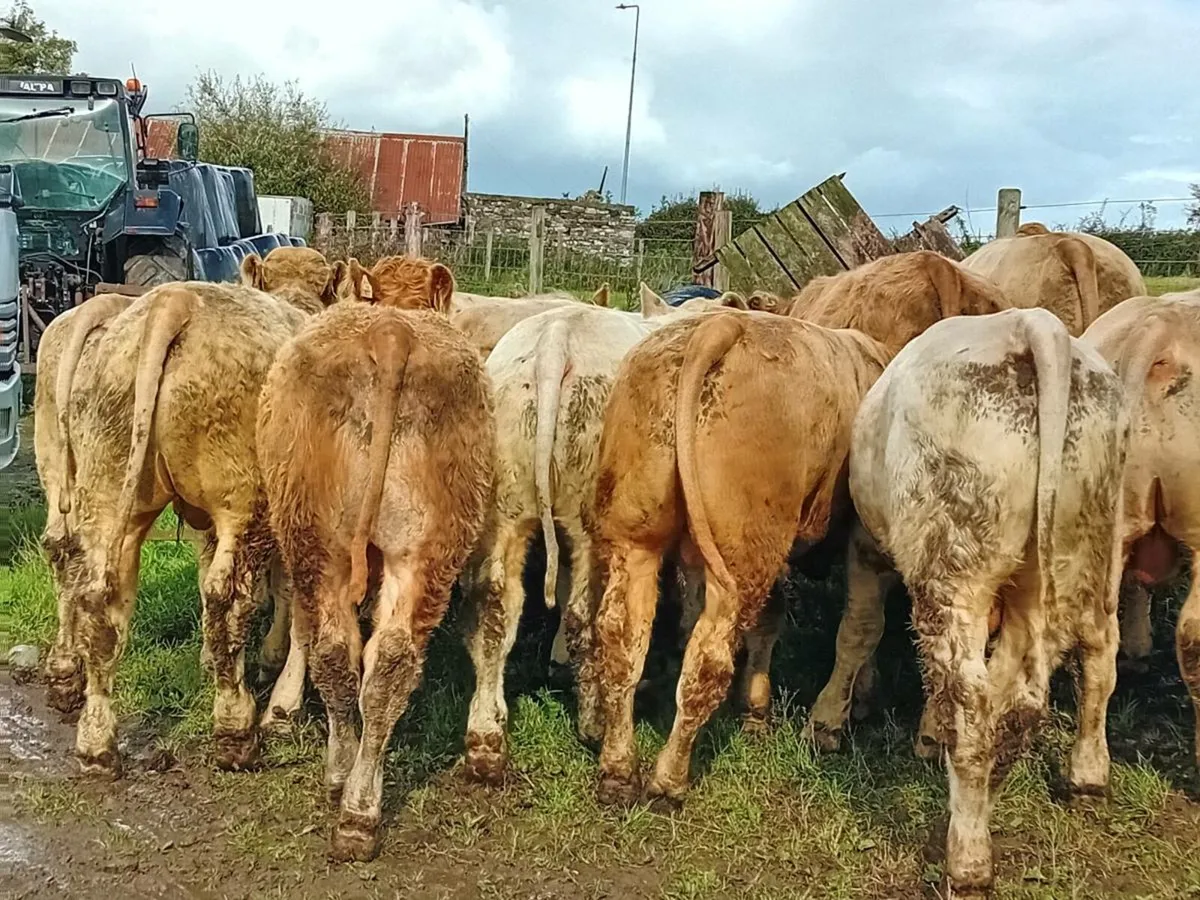 15 Smashing Charlaois Bullocks - Image 1