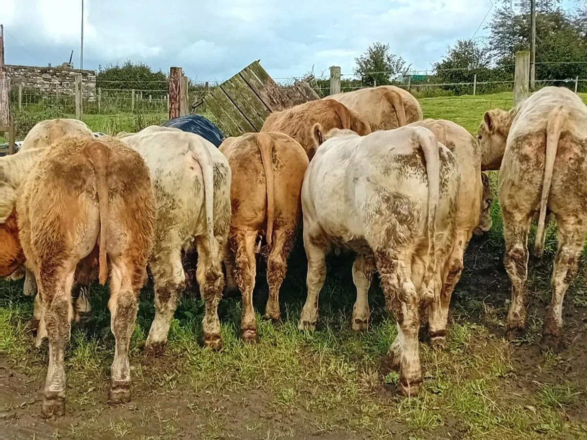 15 Smashing Charlaois Bullocks - Image 2