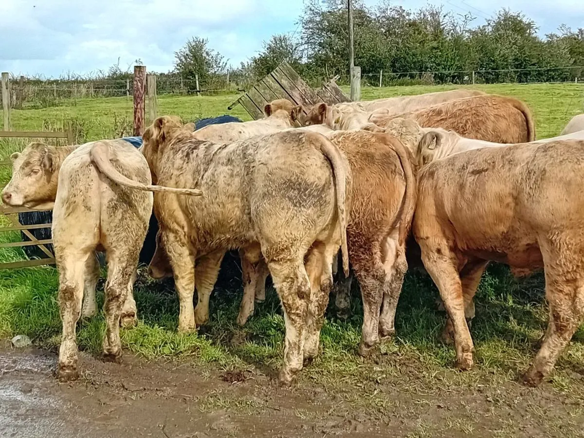 15 Smashing Charlaois Bullocks - Image 3