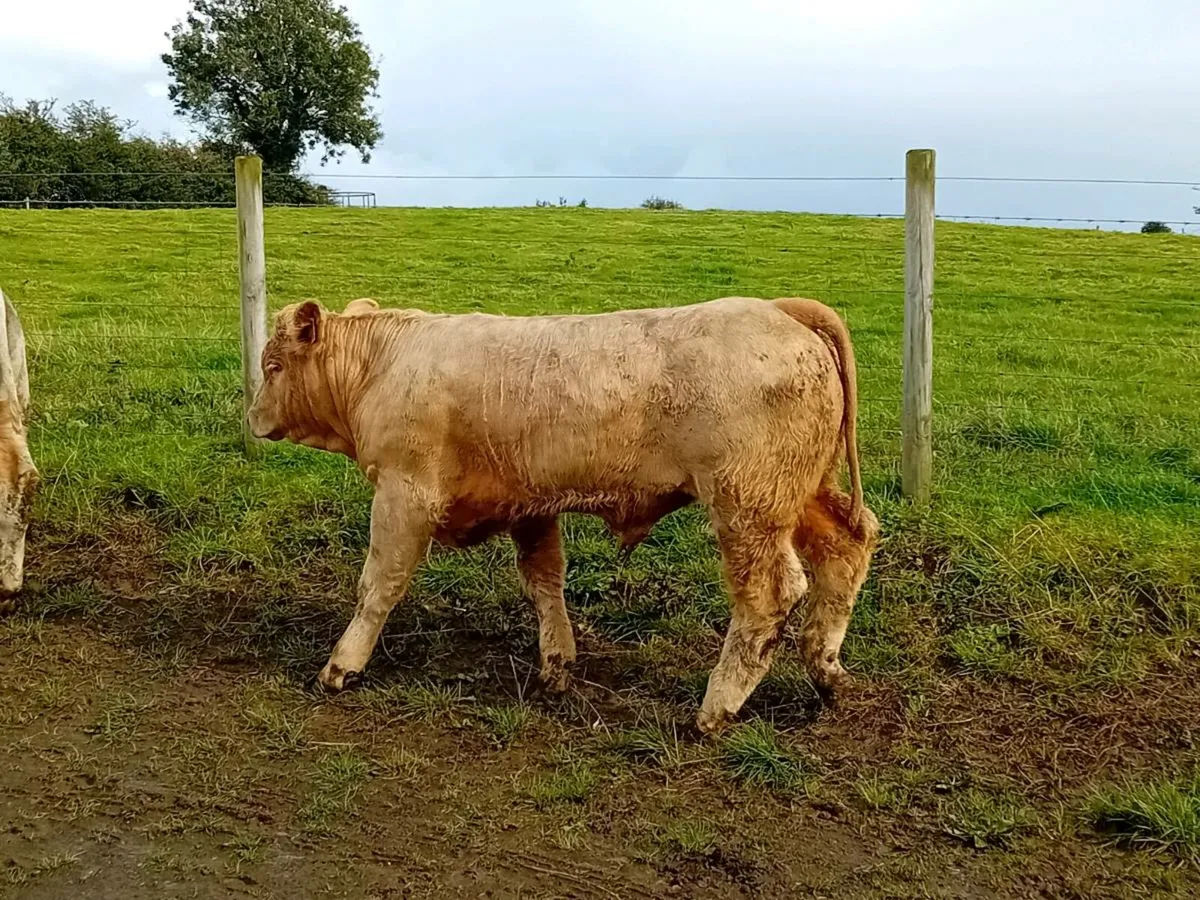 15 Smashing Charlaois Bullocks - Image 4