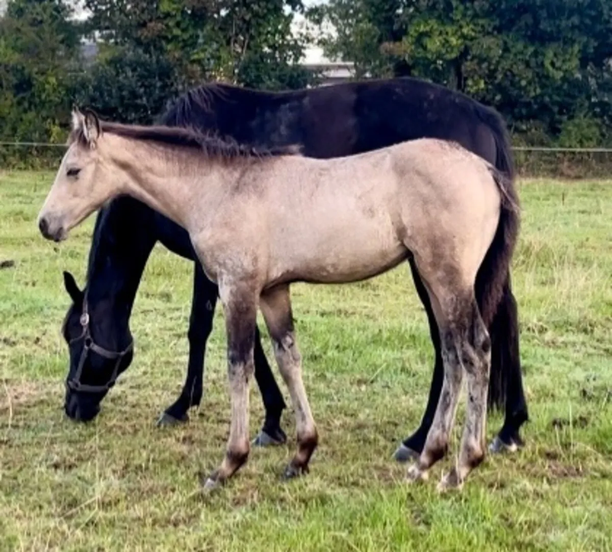 Dun Colt Foal - Image 2
