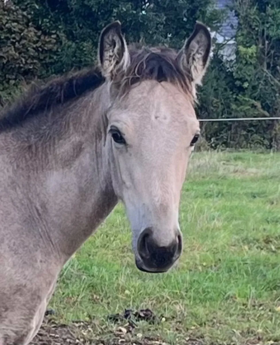 Dun Colt Foal - Image 1