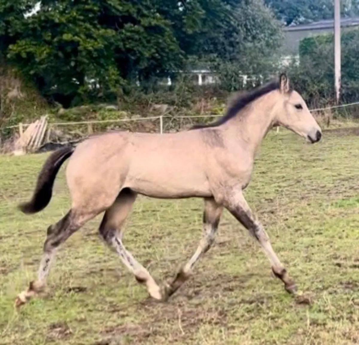 Dun Colt Foal - Image 4