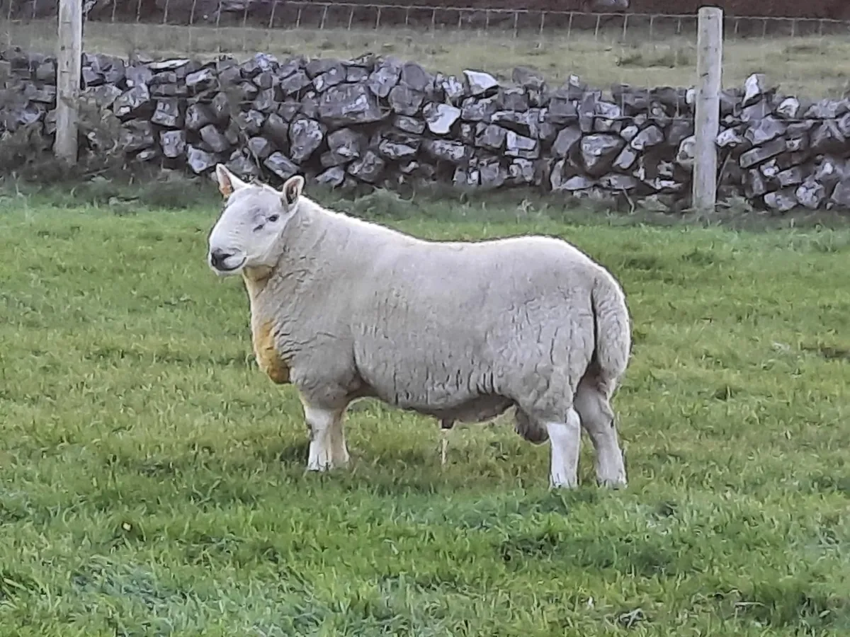 Pbr north country cheviot rams - Image 1
