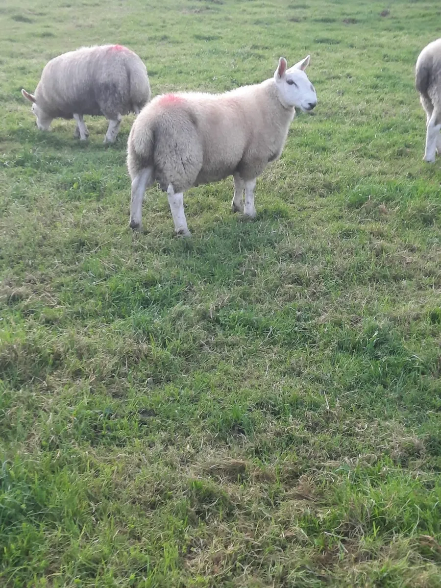 Pbr north country cheviot rams - Image 3