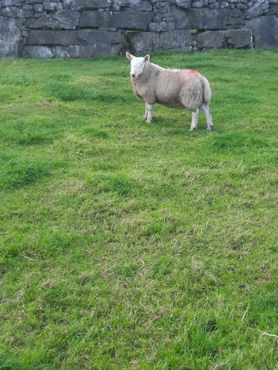 Pbr north country cheviot rams - Image 4