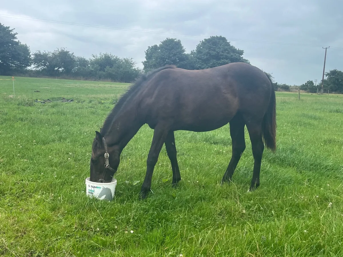 ⭐️Yearling irish draft filly - Image 2