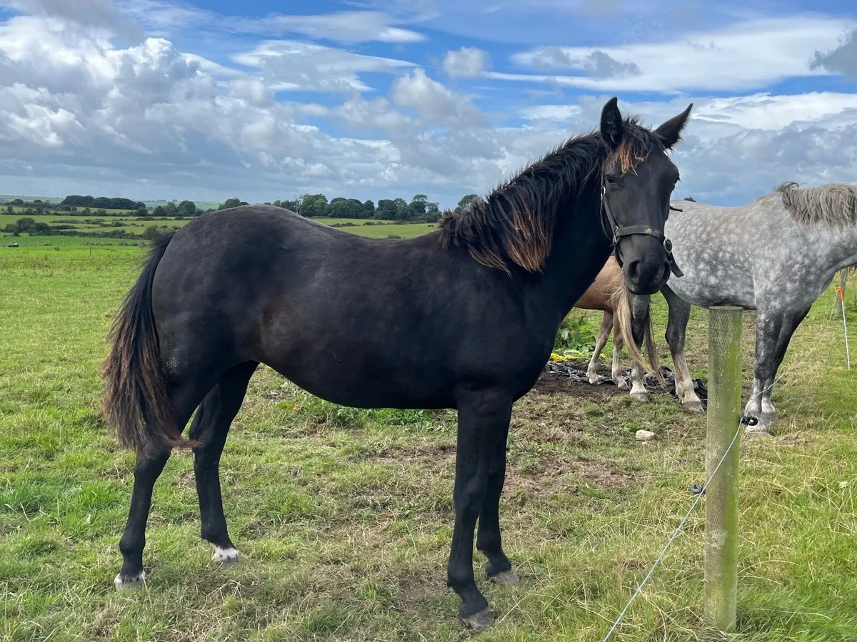 ⭐️Yearling irish draft filly - Image 1