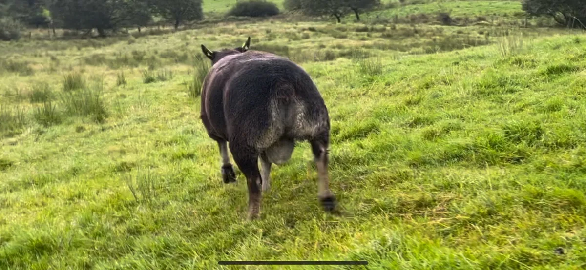 Badgerface Texel Ram - Image 3