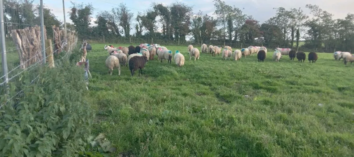 95 ewe sheep - Image 2