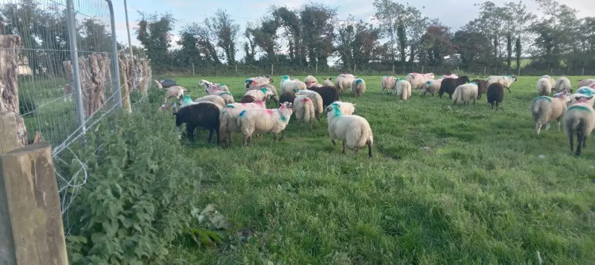 95 ewe sheep - Image 3