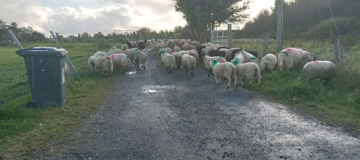 95 ewe sheep - Image 4