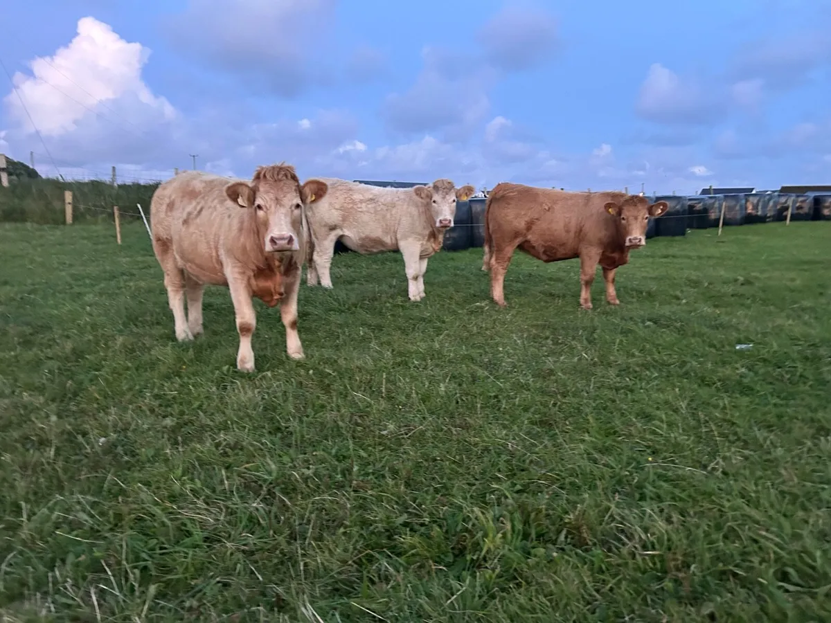 Organic Charolais  heifers in calf - Image 1