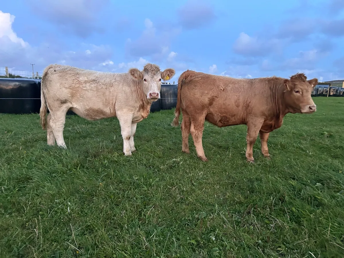 Organic Charolais  heifers in calf - Image 2