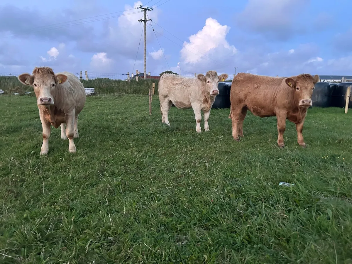 Organic Charolais  heifers in calf - Image 3