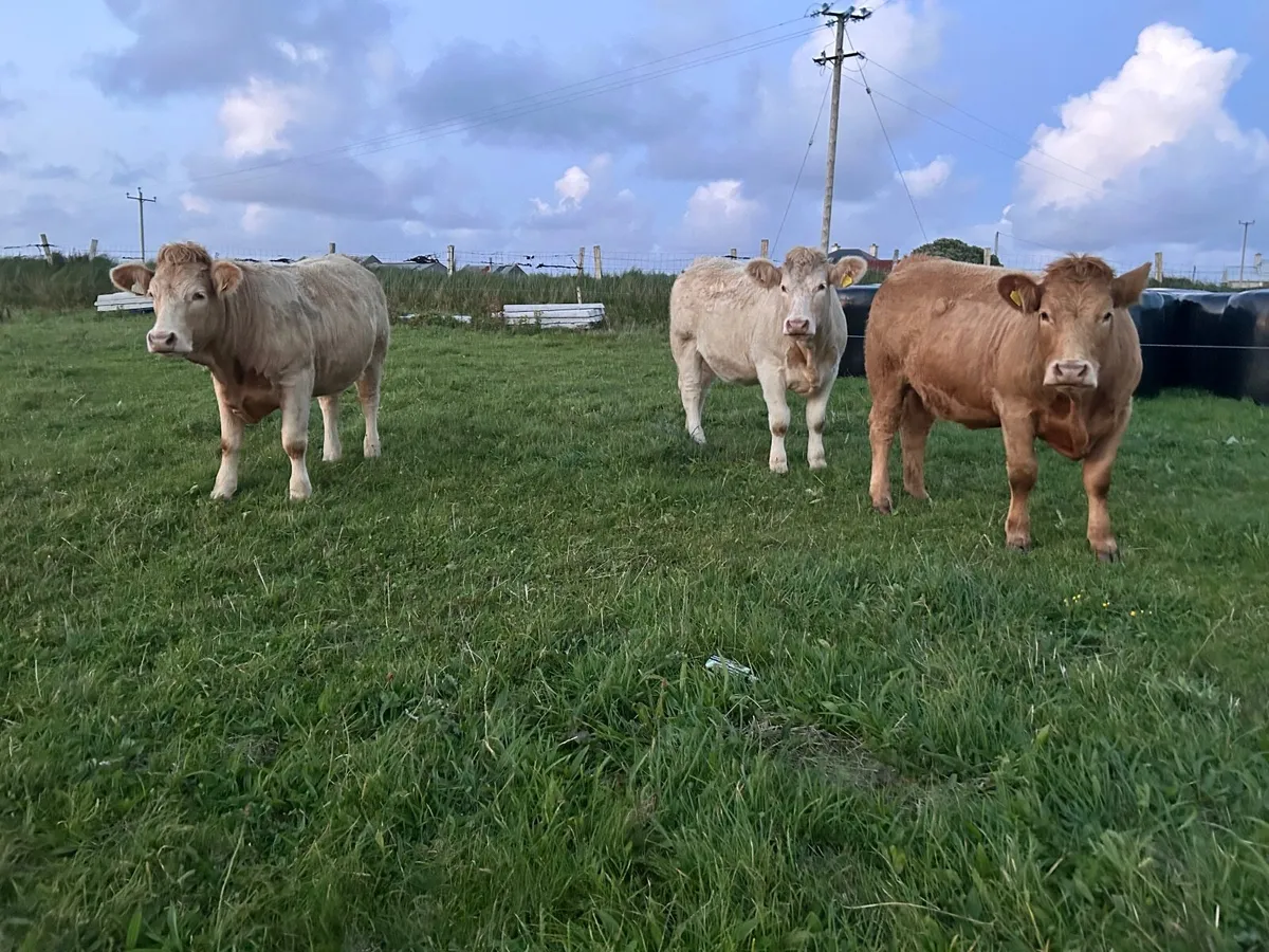 Organic Charolais  heifers in calf - Image 4