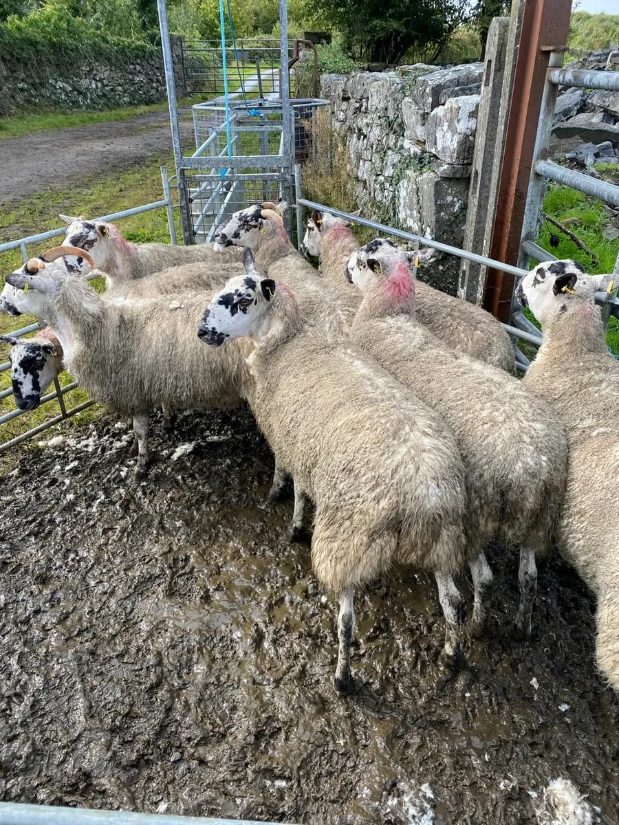 Mule ewe hoggetts