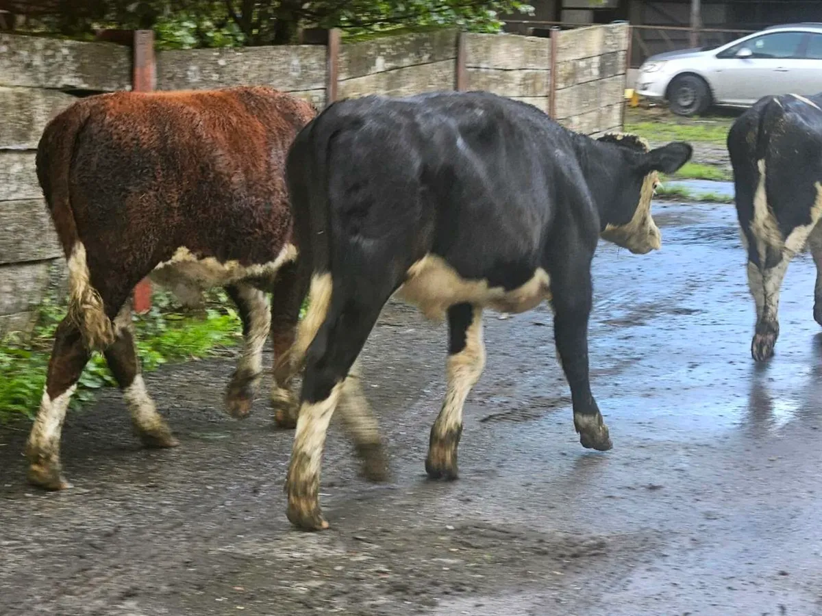 5 smashing Hereford bullocks for sale - Image 2