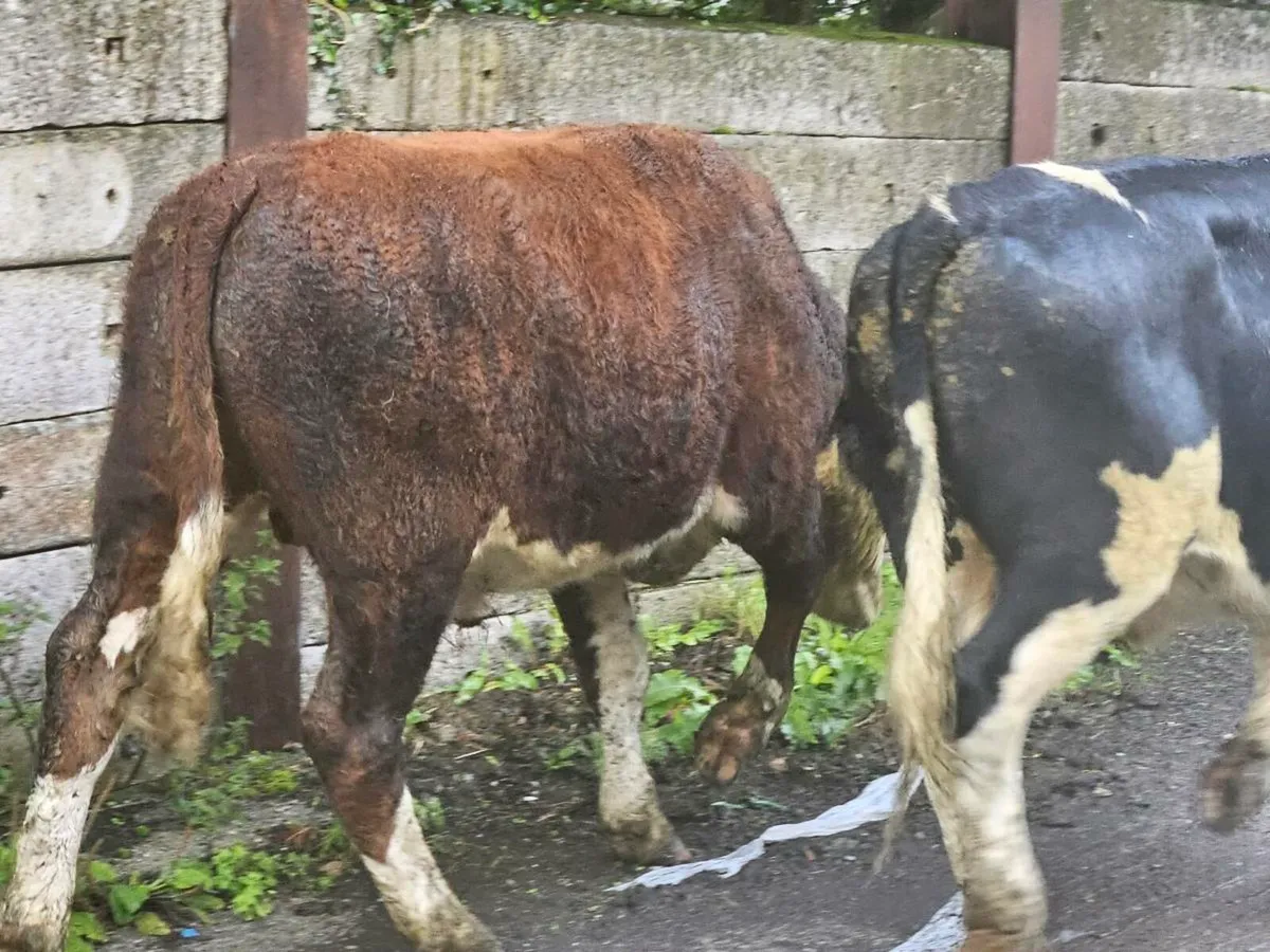 5 smashing Hereford bullocks for sale - Image 3