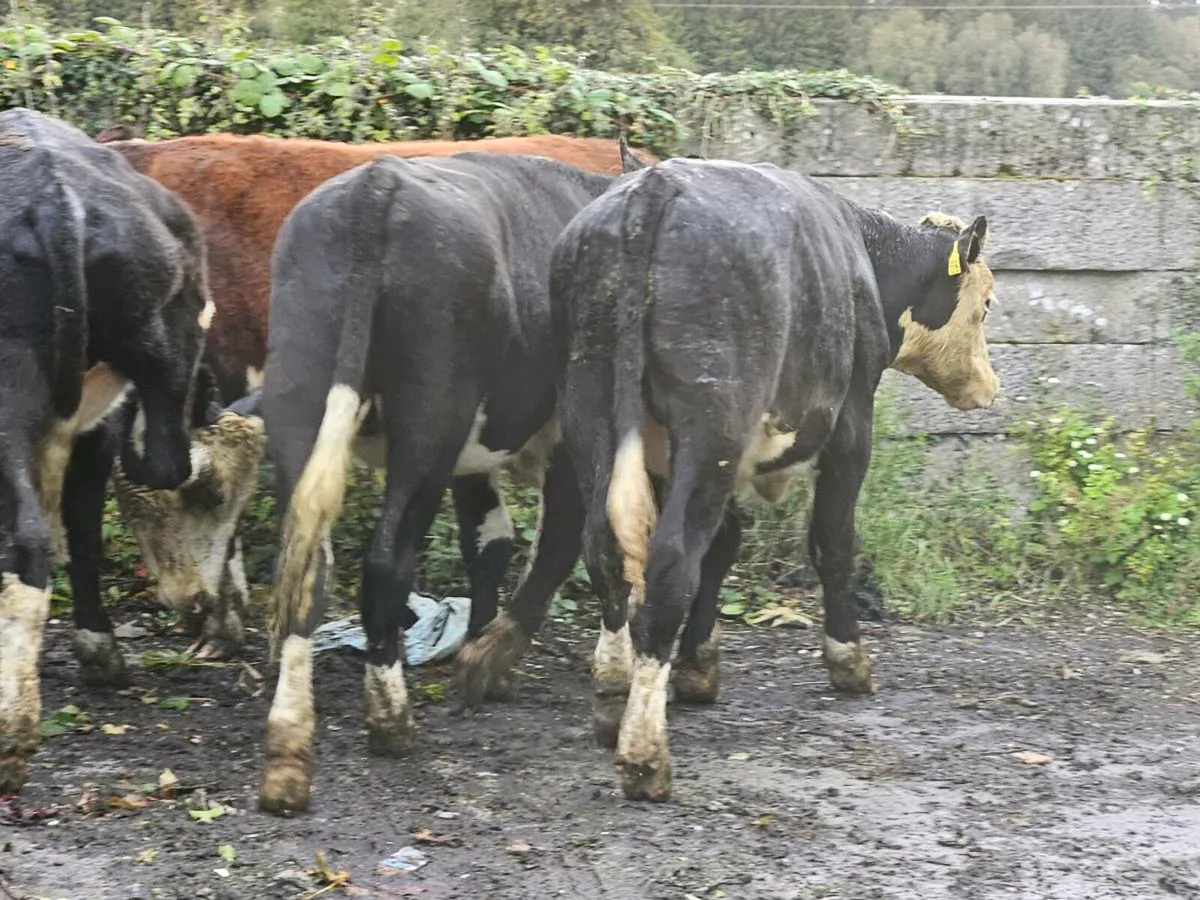 5 smashing Hereford bullocks for sale - Image 4