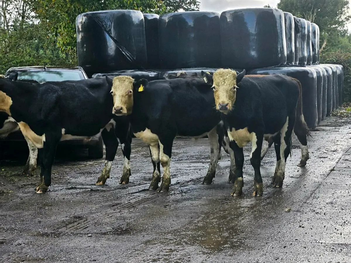 5 smashing Hereford bullocks for sale - Image 1