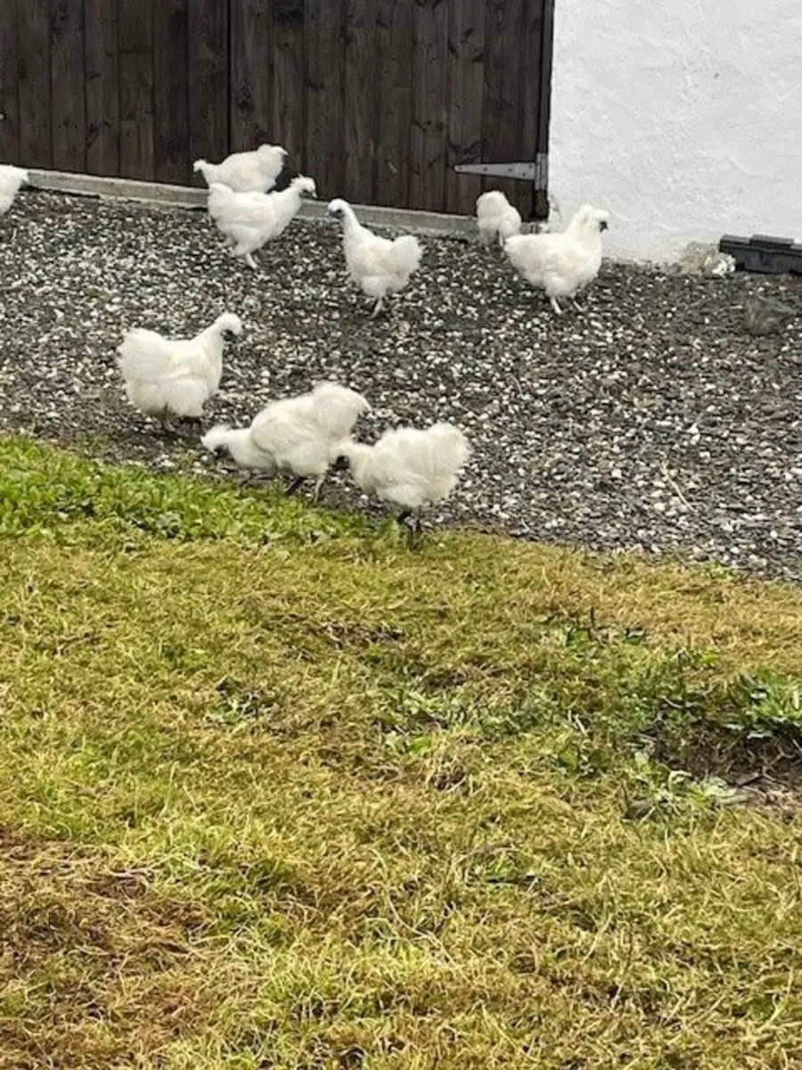 Silkie Bantams and Guinea Fowl - Image 1