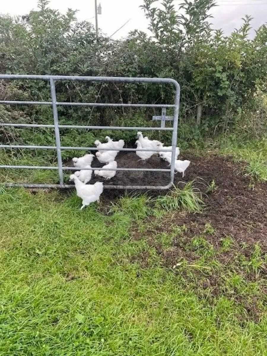 Silkie Bantams and Guinea Fowl - Image 2