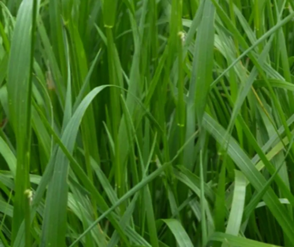 Grass Silage