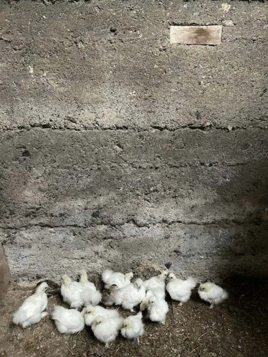 Silkie Bantams and Guinea Fowl - Image 3