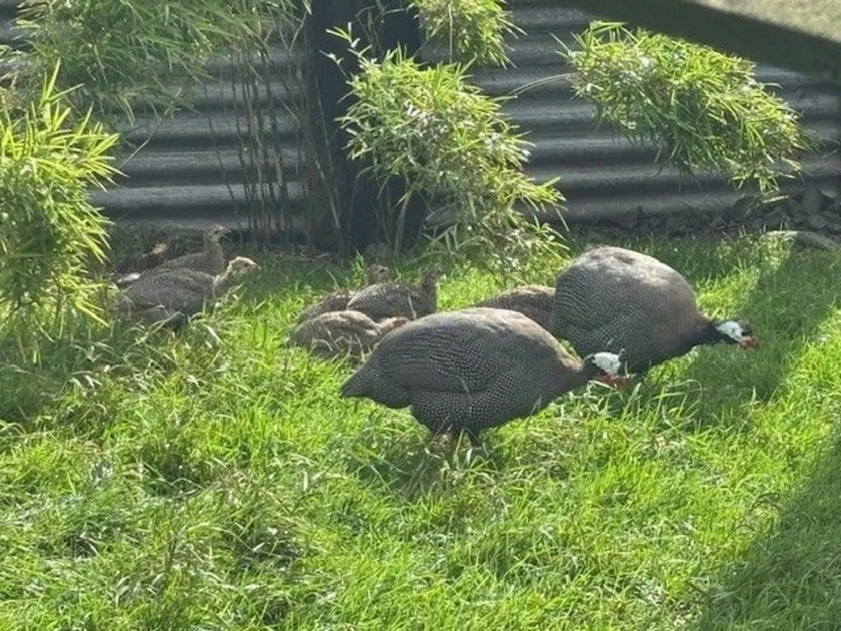 Silkie Bantams and Guinea Fowl - Image 4