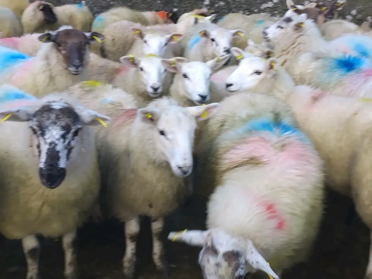 42 Texel Ewe Lamb's - Image 2