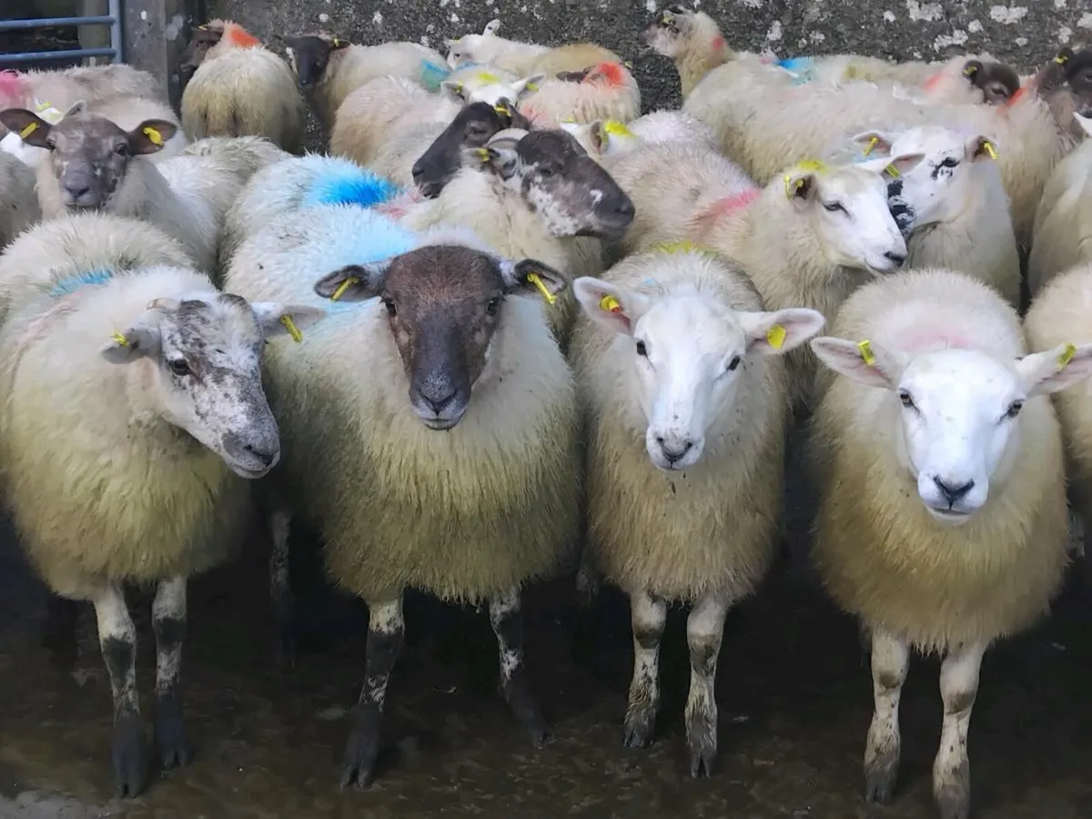 42 Texel Ewe Lamb's - Image 3