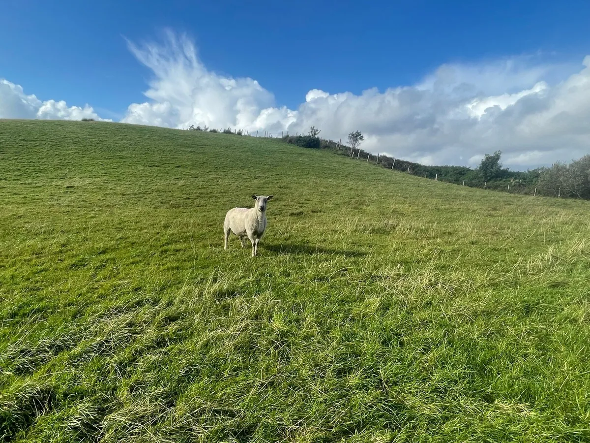 Charlaois ramb - Image 1