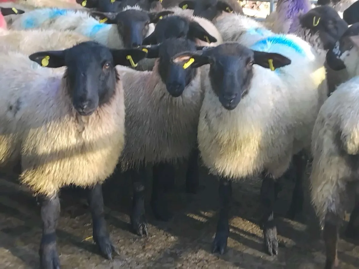 30 Super Suffolk Ewe Lamb's - Image 1