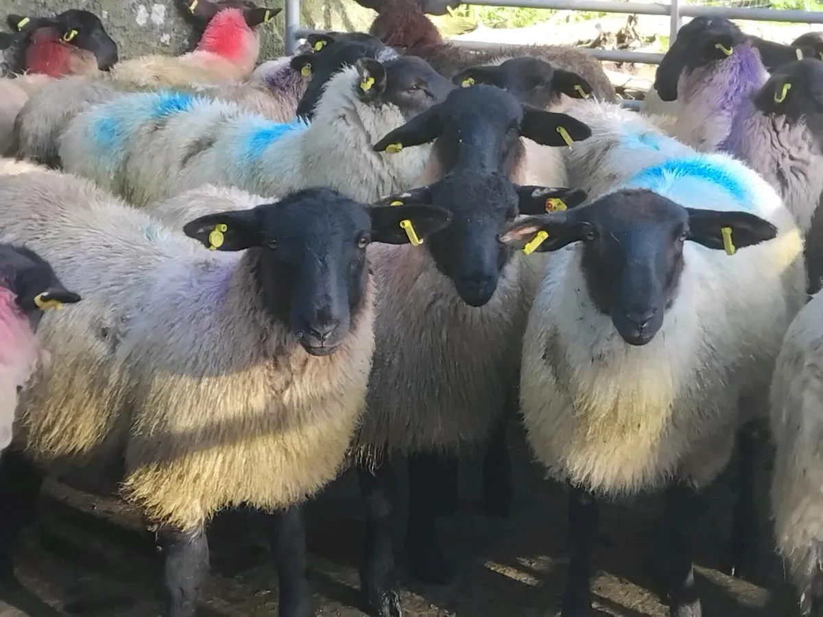 30 Super Suffolk Ewe Lamb's - Image 2