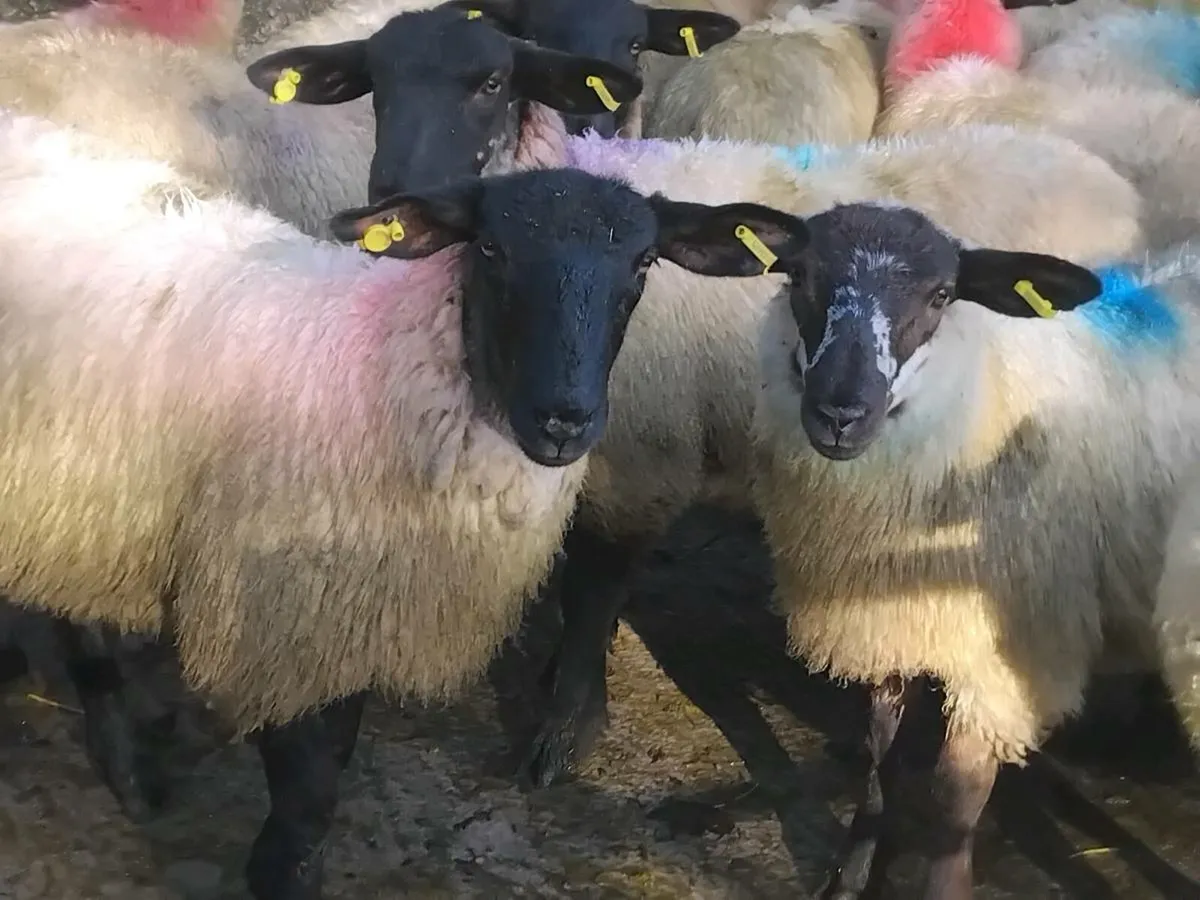 30 Super Suffolk Ewe Lamb's - Image 4