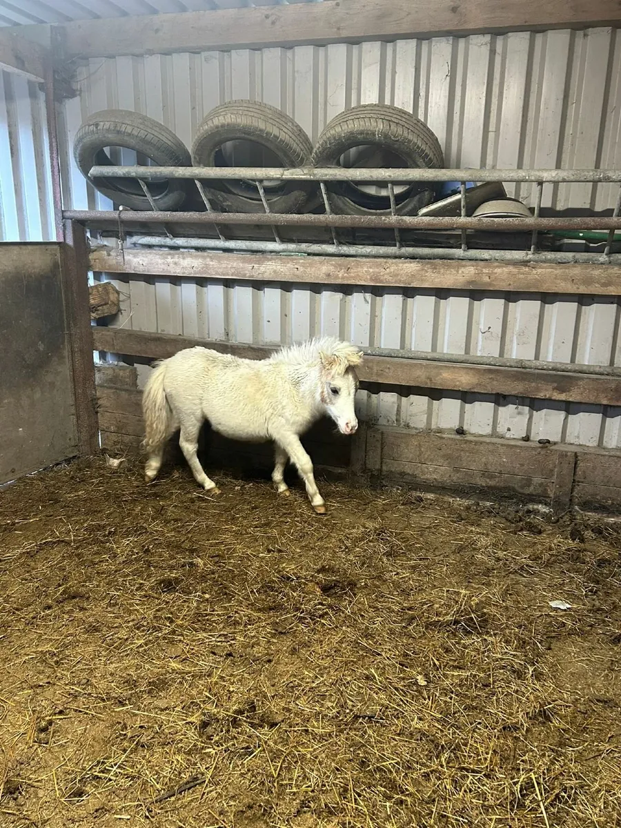 Pony - Image 1