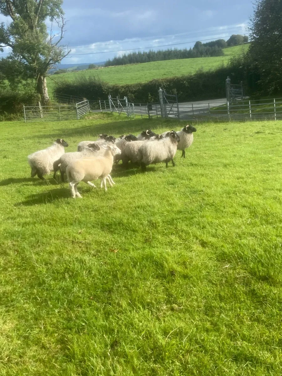 Organic Mayo Mountain & Easy Care lambs - Image 2