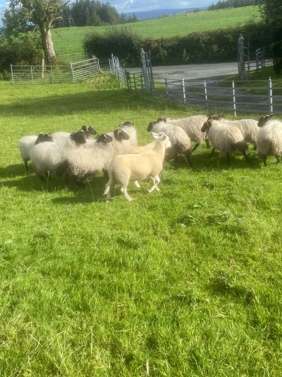 Organic Mayo Mountain & Easy Care lambs - Image 3