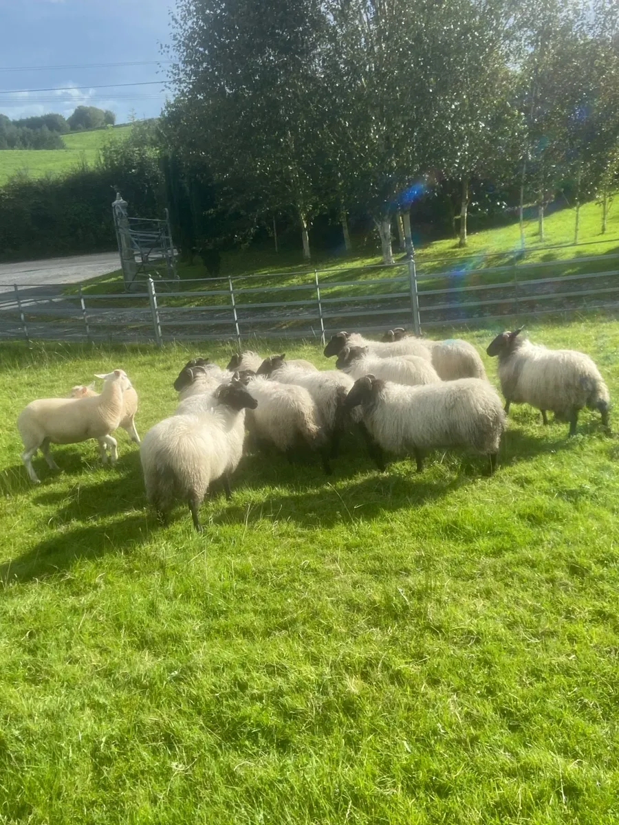 Organic Mayo Mountain & Easy Care lambs - Image 4