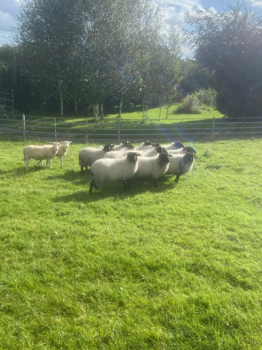 Organic Mayo Mountain & Easy Care lambs - Image 1