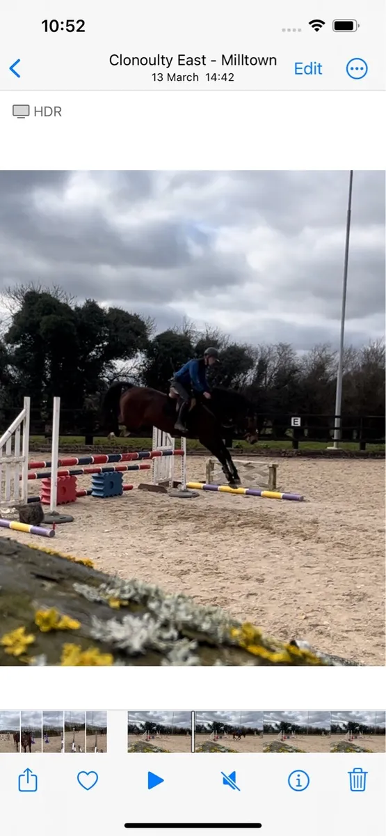 16.1 6 yr old mare - Image 1