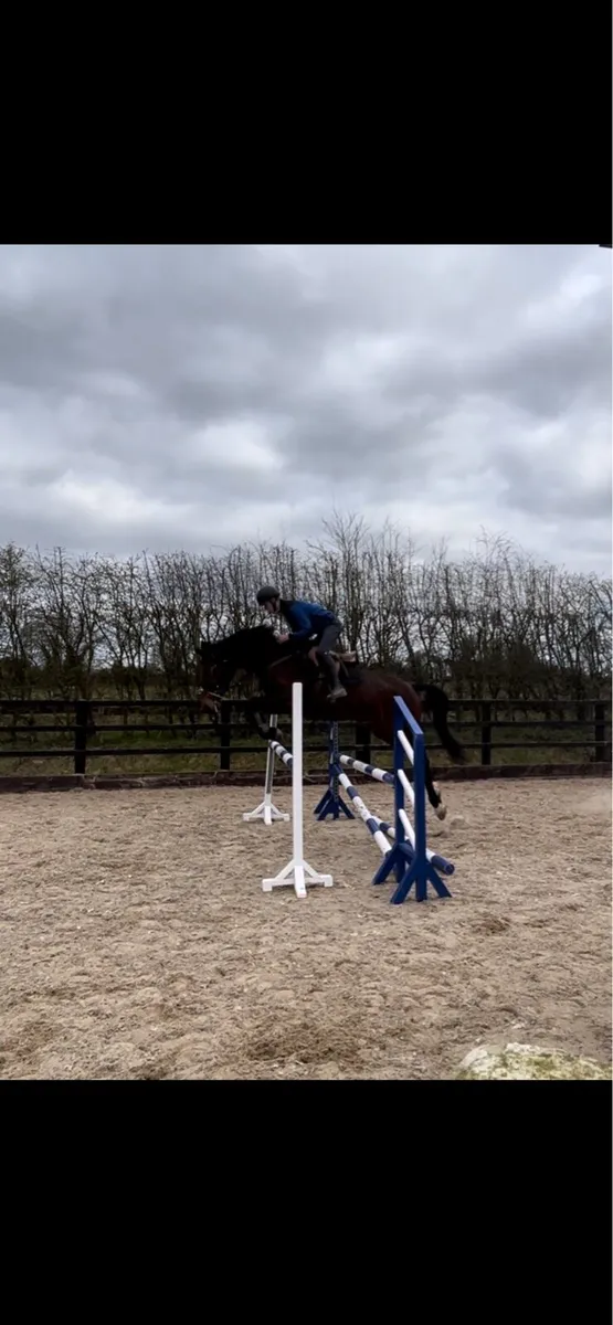 16.1 6 yr old mare - Image 2
