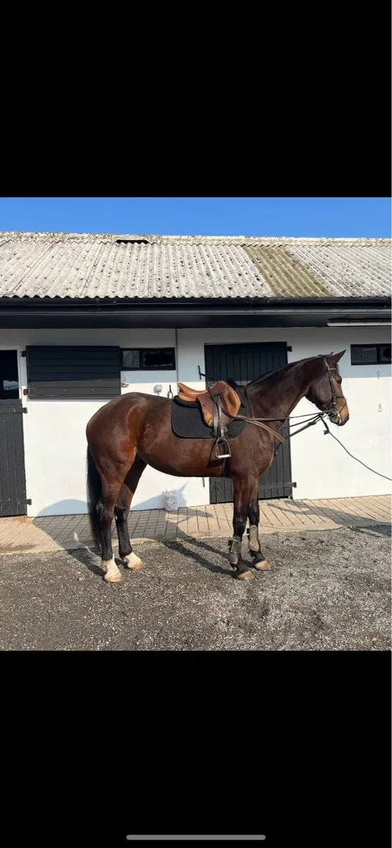 16.1 6 yr old mare - Image 4
