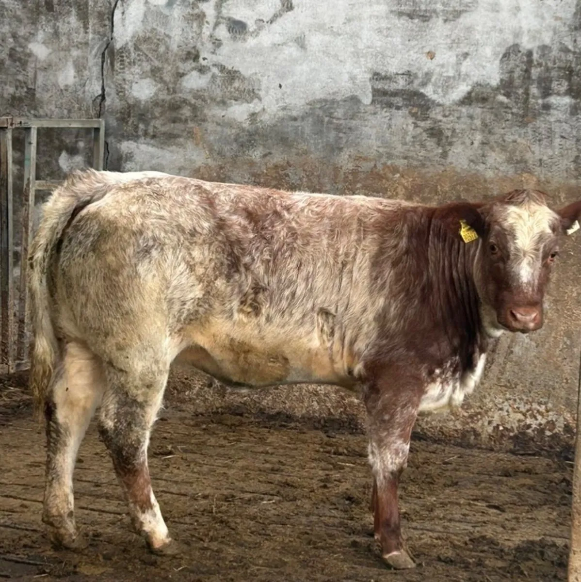 Two super weanling heifers - Image 1